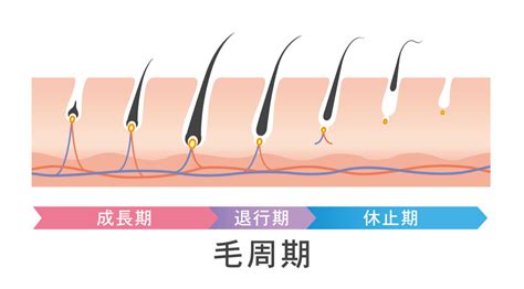 體毛作用|体毛